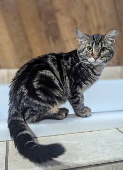 Rescue Domestic Medium Hair Cats for Adoption in Missoula, Montana - Caramel | PetCurious