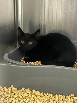 Courtney -  Domestic Short Hair Cat for Adoption in Burgaw, North Carolina - Courtney | PetCurious