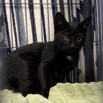 Rescue Domestic Short Hair Cats for Adoption in Columbus, North Carolina - Jurnee | PetCurious