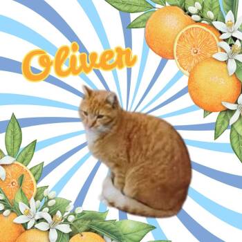Rescue Domestic Short Hair Cats for Adoption in Philadelphia, Pennsylvania - Oliver Twist | PetCurious