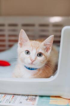 94132a Beans-Petco North Charleston -  Domestic Medium Hair and Domestic Short Hair Cat for Adoption in North Charleston, South Carolina - 94132a Beans-Petco North Charleston | PetCurious
