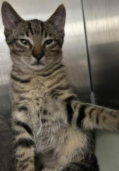 BOROMIR* -  Domestic Short Hair Cat for Adoption in Santa Cruz, California - BOROMIR* | PetCurious