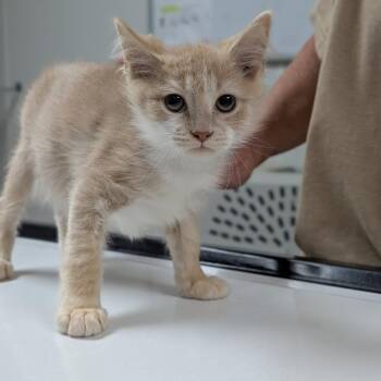 Dobby -  Domestic Short Hair Cat for Adoption in Canton, Illinois - Dobby | PetCurious