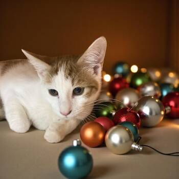 Rescue Domestic Short Hair Cats for Adoption in Elyria, Ohio - Tweetie Pie | PetCurious