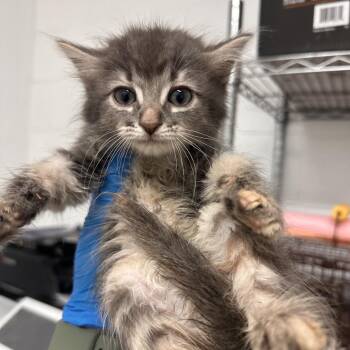 Domestic Medium Hair Cats Available for Adoption in Edinburg, Texas - Amethyst | PetCurious