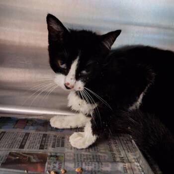 RoadRunner -  Domestic Short Hair Cat for Adoption in Pauls Valley, Oklahoma - RoadRunner | PetCurious
