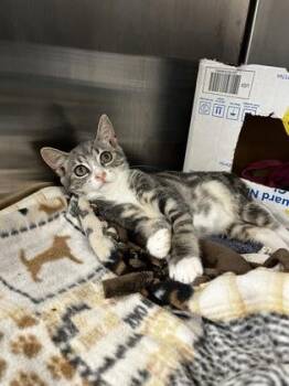 Rosie Posie -  Domestic Short Hair Cat for Adoption in Roseville, California - Rosie Posie | PetCurious
