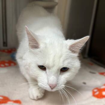 Extra Toes Cat Hemingway Polydactyl Cats Available for Adoption - Polar Man- #50422 | PetCurious