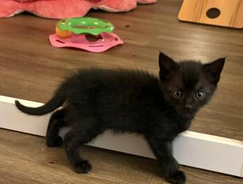 Smash -  Domestic Short Hair and American Shorthair Cat for Adoption in Charlotte, North Carolina - Smash | PetCurious
