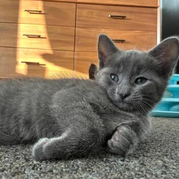 Harbor -  Domestic Short Hair Cat for Adoption in Nampa, Idaho - Harbor | PetCurious