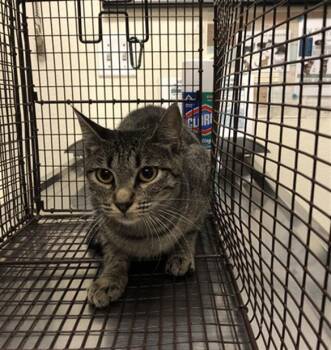 Rescue Domestic Short Hair Cats for Adoption in Long Beach, California - MATILDA | PetCurious