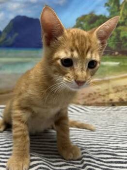 Sunkist -  Domestic Short Hair Cat for Adoption in San Antonio, Texas - Sunkist | PetCurious