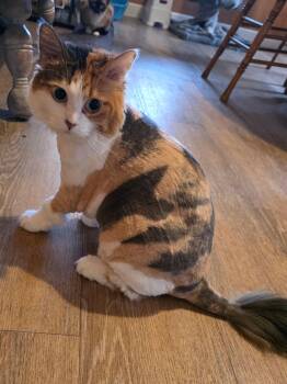Calico Cats Available for Adoption - CoCo ( NL) | PetCurious