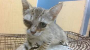 PAULA -  Domestic Short Hair Cat for Adoption in Doral, Florida - PAULA | PetCurious