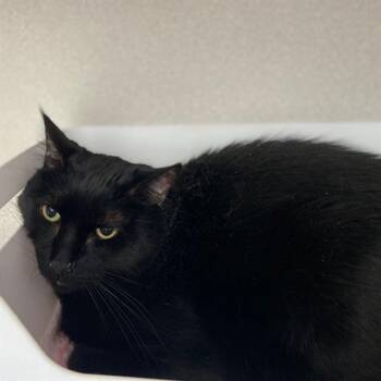 ZOKKA -  Domestic Short Hair Cat for Adoption in Aurora, Colorado - ZOKKA | PetCurious