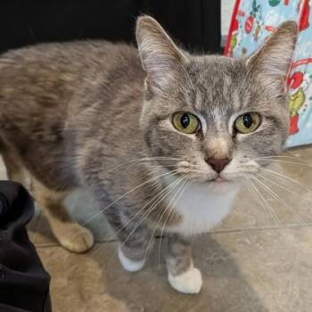 Chameleon -  Domestic Short Hair Cat for Adoption in Dubuque, Iowa - Chameleon | PetCurious