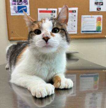 Cookie Dough -  Domestic Short Hair Cat for Adoption in Disputanta, Virginia - Cookie Dough | PetCurious