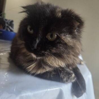 Sova - Home to Home -  Scottish Fold Cat for Adoption in South Elgin, Illinois - Sova - Home To Home | PetCurious