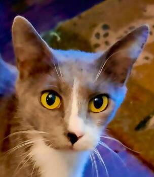 Mamacita -  Domestic Short Hair Cat for Adoption in The Woodlands, Texas - Mamacita | PetCurious