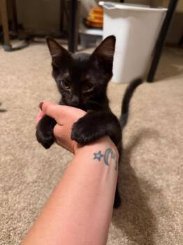 Vega -  Domestic Long Hair Cat for Adoption in Fort Collins, Colorado - Vega | PetCurious