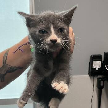 Pebble -  Domestic Short Hair Cat for Adoption in Saint Joseph, Missouri - Pebble | PetCurious