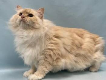 Syver -  Ragdoll and Domestic Short Hair Cat for Adoption in Minneapolis, Minnesota - Syver | PetCurious