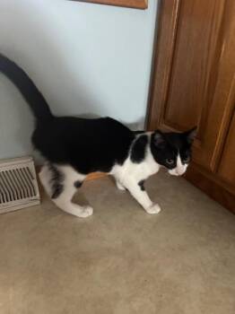 Rescue Domestic Short Hair Cats for Adoption in Auburn, Indiana - Pinball Wizard | PetCurious