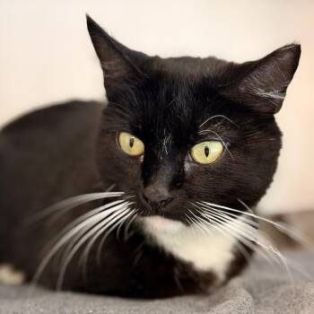Panda -  Domestic Short Hair Cat for Adoption in Jackson Township, New Jersey - Panda | PetCurious