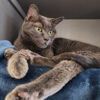 Domestic Short Hair Cats Available for Adoption - Mahalo | PetCurious