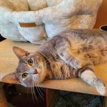 Domestic Short Hair Cats Available for Adoption in Indianapolis, Indiana - Sprouts | PetCurious