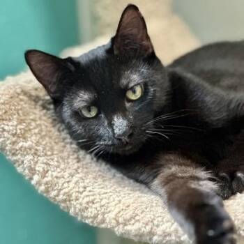 Linus -  Domestic Short Hair Cat for Adoption in Athens, Georgia - Linus | PetCurious