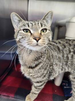 Domestic Short Hair Cats Available for Adoption - Thimble | PetCurious