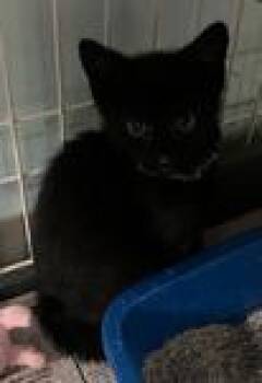 Harriet -  Domestic Short Hair Cat for Adoption in Heathsville, Virginia - Harriet | PetCurious