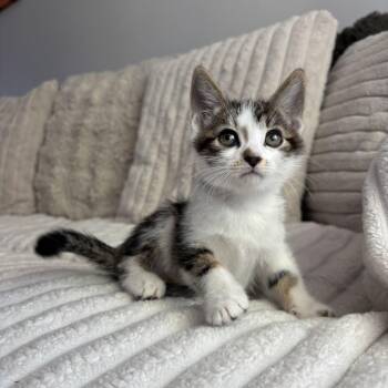 Domestic Short Hair Cats Available for Adoption - Turkey | PetCurious