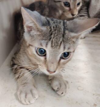 Ramen -  Domestic Short Hair Cat for Adoption in Clarksville, Tennessee - Ramen | PetCurious