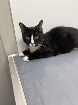 Rescue Domestic Short Hair Cats for Adoption in Warrington, Pennsylvania - Nuna | PetCurious