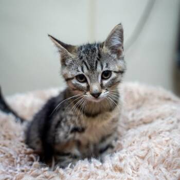 Cupcake -  Domestic Short Hair Cat for Adoption in Gainesville, Georgia - Cupcake | PetCurious