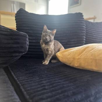 Sara Crewe -  Domestic Short Hair Cat for Adoption in Los Angeles, California - Sara Crewe | PetCurious