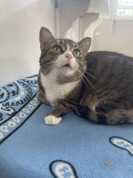 Rescue Domestic Short Hair Cats for Adoption in Indiana, Pennsylvania - Jessie | PetCurious