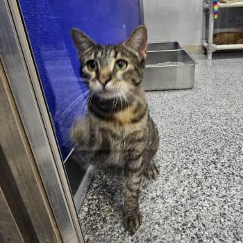 Rescue Tabby Cats for Adoption in Dunkirk, New York - Coco | PetCurious