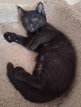 Spot -  Domestic Short Hair Cat for Adoption in Oviedo, Florida - Spot | PetCurious