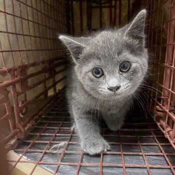 Amethyst -  Domestic Short Hair Cat for Adoption in Bristol, Indiana - Amethyst | PetCurious