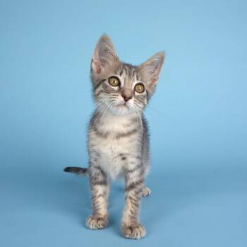 Sweet Pea -  Domestic Short Hair Cat for Adoption in Houston, Texas - Sweet Pea | PetCurious