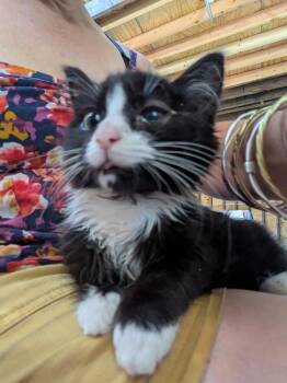 Rescue Domestic Long Hair Cats for Adoption in Montclair, New Jersey - Bjork | PetCurious