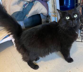 Raven (absolute sweetheart) -  Domestic Long Hair Cat for Adoption in Moline, Illinois - Raven (absolute Sweetheart) | PetCurious
