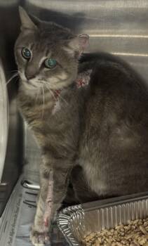 Rescue Domestic Short Hair Cats for Adoption in Atlanta, Georgia - Greystoke + | PetCurious