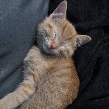 Domestic Short Hair Cats Available for Adoption in Madison, Wisconsin - Emmy | PetCurious