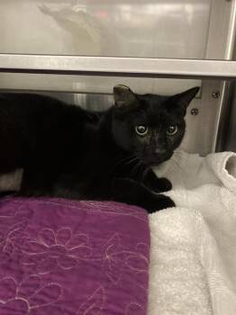 Domestic Short Hair Cats Available for Adoption - DEBBI | PetCurious