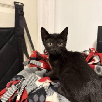 Toothless -  Domestic Short Hair Cat for Adoption in Sanford, North Carolina - Toothless | PetCurious