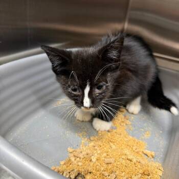 Herekittykitty -  Domestic Short Hair Cat for Adoption in Morganton, North Carolina - Herekittykitty | PetCurious